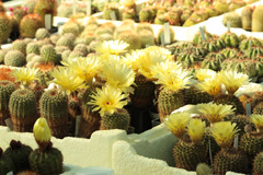 cactusgarden.it