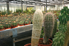 cactusgarden.it