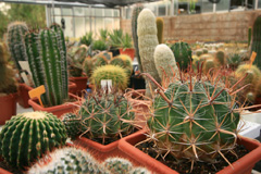 cactusgarden.it