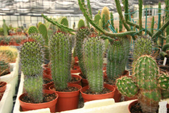 cactusgarden.it