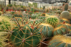 cactusgarden.it