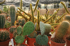 cactusgarden.it