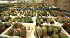 cactusgarden.it