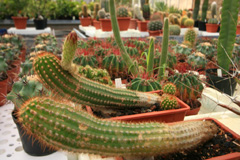 cactusgarden.it