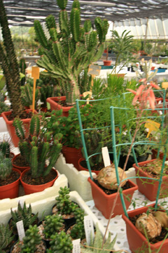 cactusgarden.it