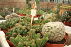 cactusgarden.it