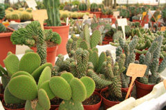 cactusgarden.it