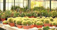 cactusgarden.it