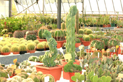 cactusgarden.it