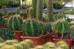 cactusgarden.it