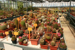 cactusgarden.it