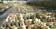 cactusgarden.it