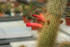 cactusgarden.it