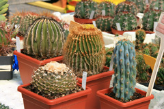 cactusgarden.it