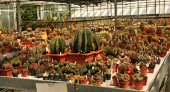 cactusgarden.it