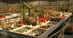 cactusgarden.it