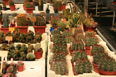 cactusgarden.it