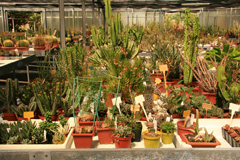 cactusgarden.it