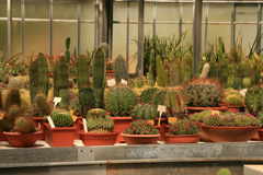 cactusgarden.it