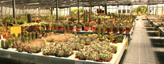 cactusgarden.it