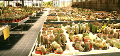 cactusgarden.it