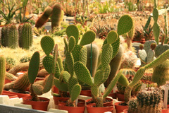 cactusgarden.it