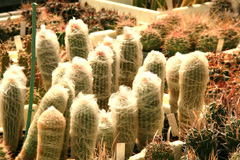 cactusgarden.it