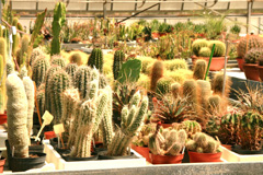 cactusgarden.it