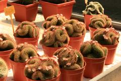 cactusgarden.it