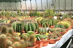 cactusgarden.it