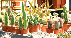 cactusgarden.it