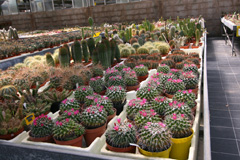 cactusgarden.it