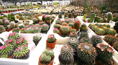 cactusgarden.it