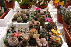 cactusgarden.it