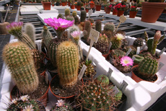 cactusgarden.it