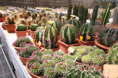 cactusgarden.it