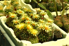 cactusgarden.it